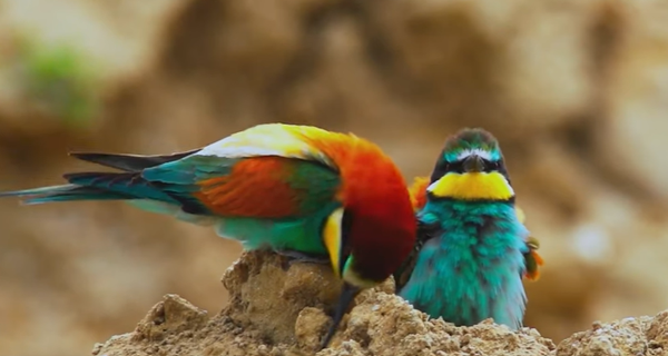 The Large Blue Butterfly and the European Bee‑Eater Have Found Their Home at Danucem